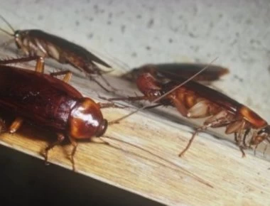 Κατσαρίδες: Απαλλαγείτε οριστικά χωρίς χημικά με απλές λύσεις (βίντεο)